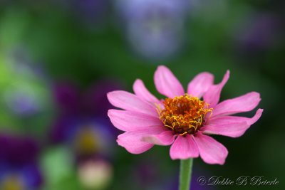 Zinnia 2