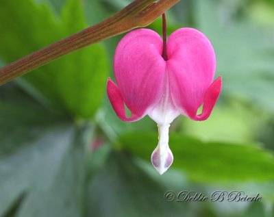 Bleeding Heart