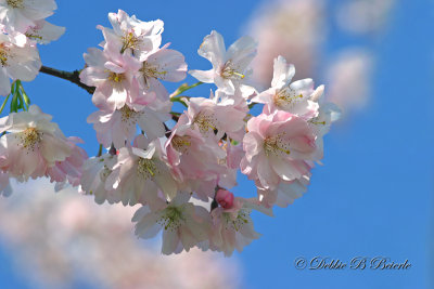 Cherry Blossoms