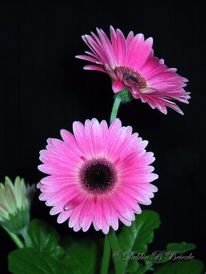 Gerbera Daisy