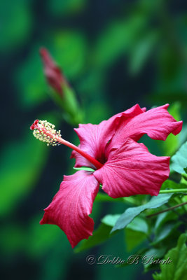 Hibiscus