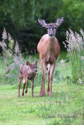 Mamma Deer & fawn