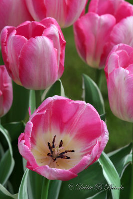 Tulips