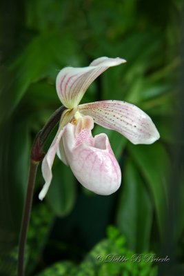 Paphiopedilum Orchid 2