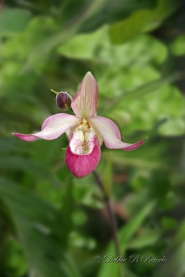 Paphiopedilum Orchid 