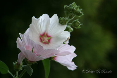 Lavatera