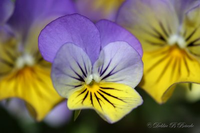 Pansy