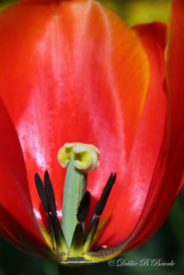 Peeking inside a Tulip