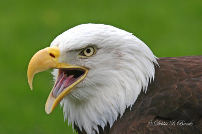 Bald Eagle 4