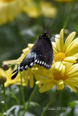 Spicebush Swallowtail