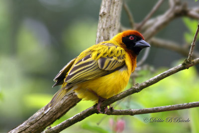 Southern Masked Weaver (male)