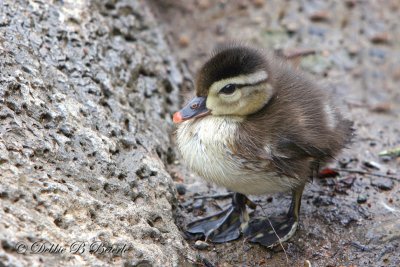Wood Duck Chick