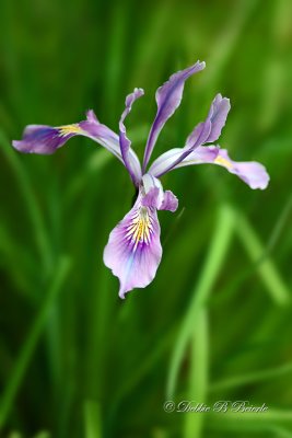 Dutch Iris