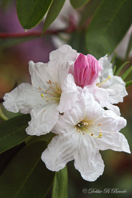 Rhododendron