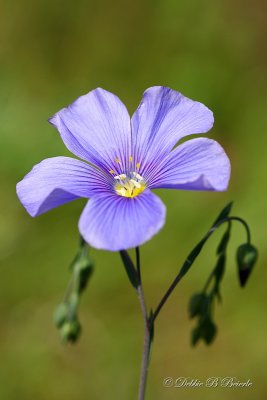 Blue Flax