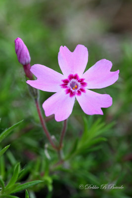 Phlox