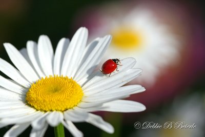 Daisy and Ladybug