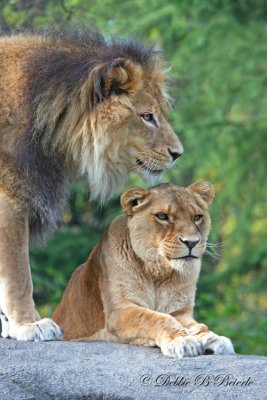 African Lion and Lioness