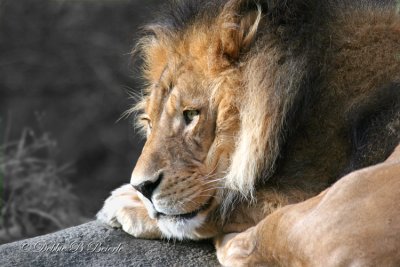 African Lion 02