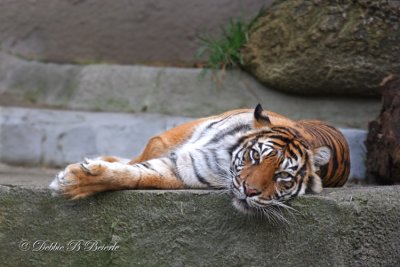 Sumatran Tiger (female)