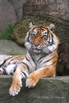 Sumatran Tiger 02 (female)