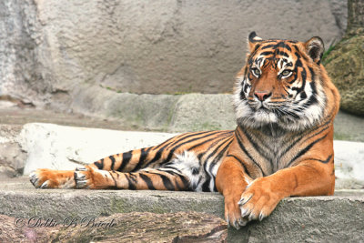 Sumatran Tiger 03 (male)