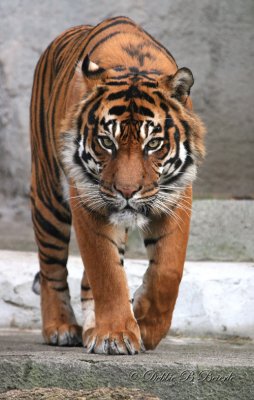 Sumatran Tiger 04 (male)