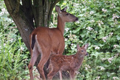 Mamma Deer and fawn