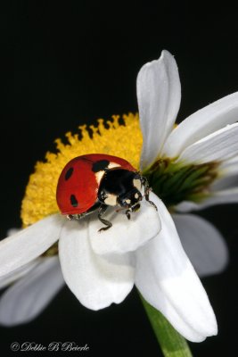 Ladybug and Daisy