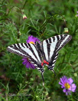 Zebra Swallowtail 02
