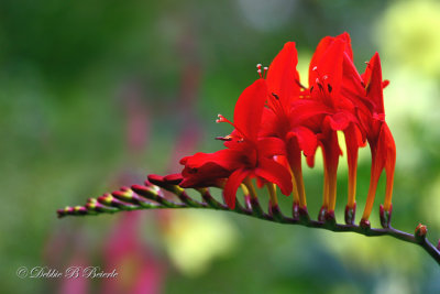 Crocosmia 02