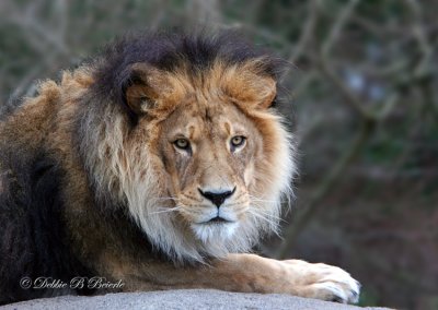 African Lion 03