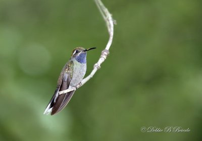 Blue-throated hummingbird 02