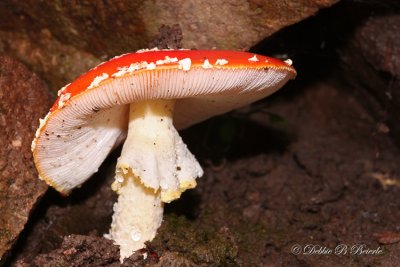 Amanita muscaria Mushroom