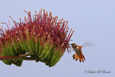 Hummingbird and Agave
