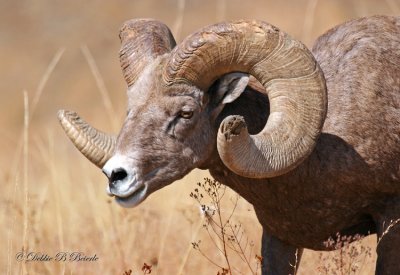 Rocky Mountain Bighorn Sheep (Ram)