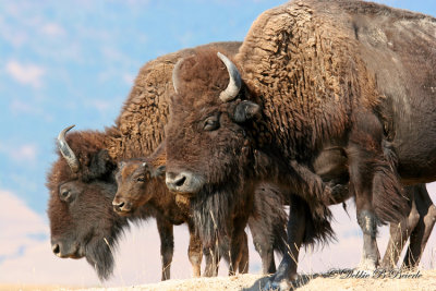 American Bison Family Photo