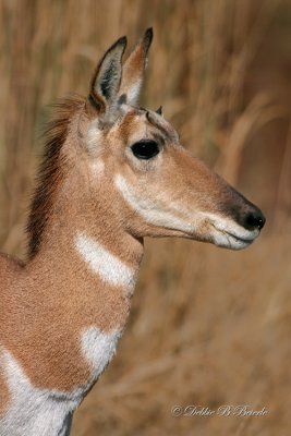 Baby Pronghorn Antelope