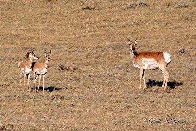 Pronghorn Antelope Family