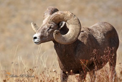 Rocky Mountain Bighorn Sheep (Ram) 02