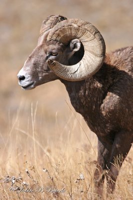 Rocky Mountain Bighorn Sheep (Ram) 03