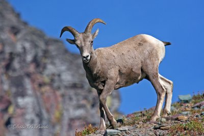 Rocky Mountain Bighorn Sheep (Ram) 05