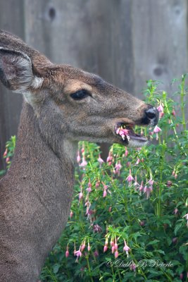 Hey! Don't you think you have had enough of my flowers!??