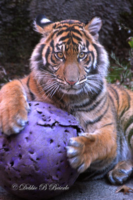 Sumatran Tiger Cub 03