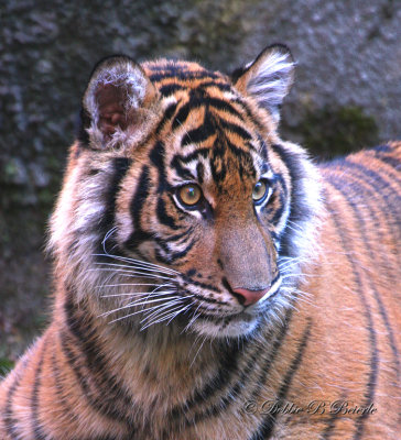 Sumatran Tiger Cub 02
