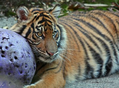 Sumatran Tiger Cub 04