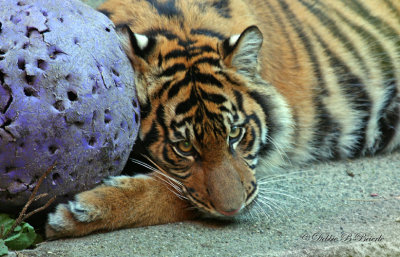 Sumatran Tiger Cub 05