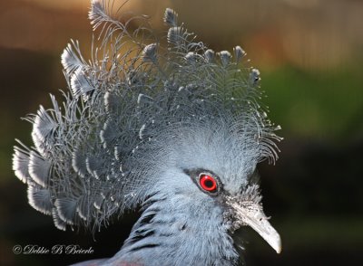 Victoria Crowned Pigeon