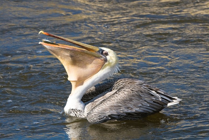 brown pelican
