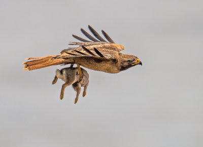 red tail hawk & rabbit